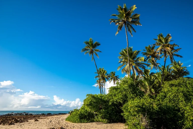 Praia dos Carneiros com coqueiros, igrejinha à beira-mar e mar calmo no litoral sul de Pernambuco